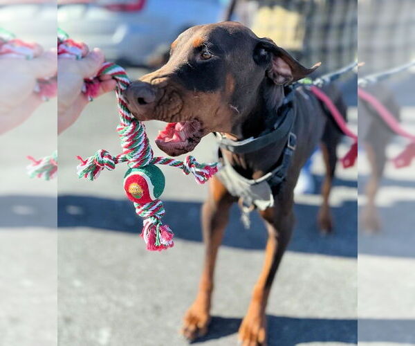 Medium Photo #3 Doberman Pinscher Puppy For Sale in Omaha, NE, USA