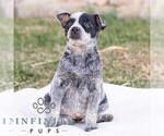 Small #1 Australian Cattle Dog
