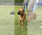 Small #8 Boxer