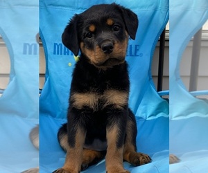 Rottweiler Puppy for sale in MARION, IL, USA