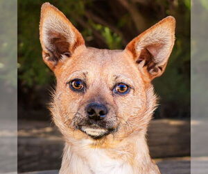 Chiweenie Dogs for adoption in Albuquerque, NM, USA