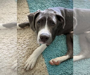 Mutt Dogs for adoption in Wenonah, NJ, USA