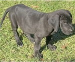 Small #2 Great Dane