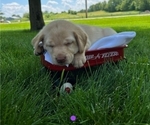 Puppy Alexa Labrador Retriever