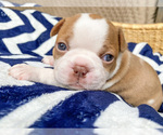Small Photo #5 Boston Terrier Puppy For Sale in LUFKIN, TX, USA