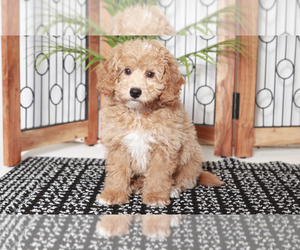 Poodle (Toy) Puppy for sale in NAPLES, FL, USA