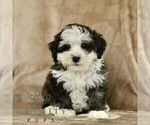 Small #4 ShihPoo