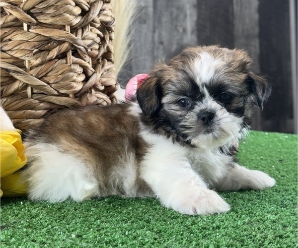 Medium Photo #5 Shih Tzu Puppy For Sale in CANOGA, NY, USA