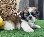 Small #4 Shih Tzu