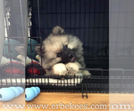 Small Photo #22 Keeshond Puppy For Sale in FAYETTEVILLE, TN, USA