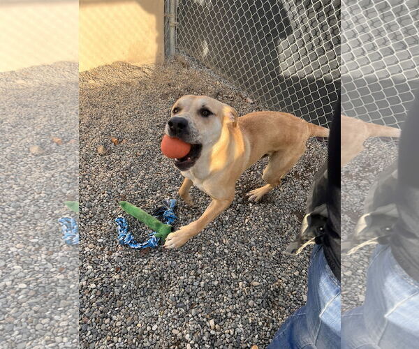 Medium Photo #5 Mutt Puppy For Sale in Emmett, ID, USA