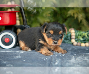 Medium Yorkshire Terrier