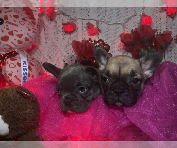 Medium Photo #6 French Bulldog Puppy For Sale in NEW BEDFORD, MA, USA