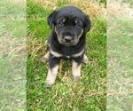 Small Photo #3 Goberian Puppy For Sale in LINCOLN, NE, USA