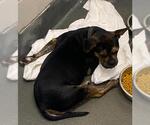 Small #1 Bulldog Mix