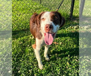 Colonial Cocker Spaniel-Unknown Mix Dogs for adoption in Evansville, IN, USA