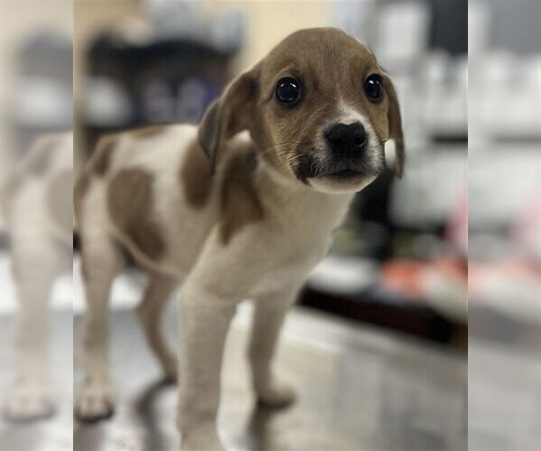 Medium Photo #1 Labbe Puppy For Sale in Center Township, PA, USA