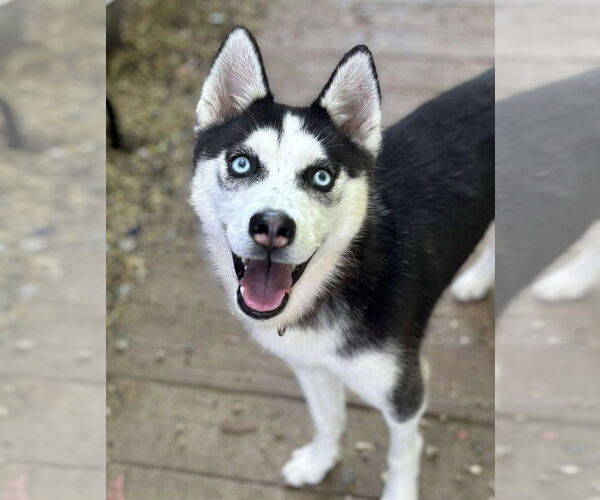 Medium Photo #1 Siberian Husky Puppy For Sale in Matawan, NJ, USA
