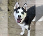 Small Siberian Husky