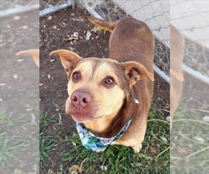 Dachshund-Unknown Mix Dogs for adoption in Tulsa, OK, USA