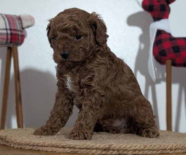 Medium Photo #30 Poodle (Miniature) Puppy For Sale in GOSHEN, IN, USA