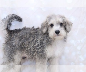 Schnoodle (Standard) Puppy for sale in MARIETTA, GA, USA