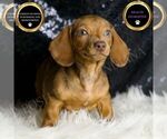 Small #1 Dachshund