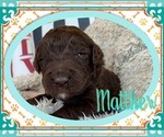 Small Photo #4 Goldendoodle Puppy For Sale in COLUMBIA CITY, IN, USA