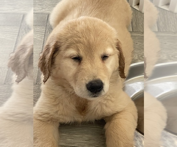 Medium Photo #1 Golden Labrador Puppy For Sale in GAYLORD, MI, USA