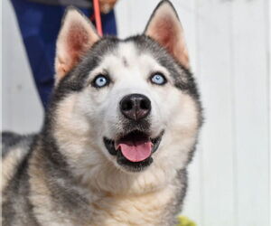 Lala *Courtesy Post* - Female Siberian Husky Dog for Adoption - Photo #5