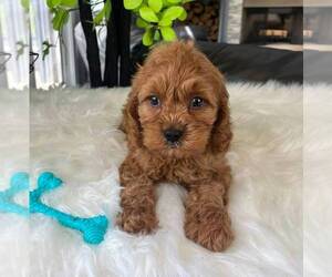 Cavapoo Puppy for sale in GREENWOOD, IN, USA