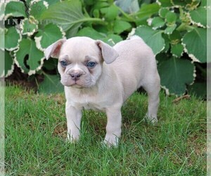 French Bulldog Puppy for sale in LANCASTER, PA, USA