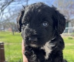 Small Photo #1 Aussiedoodle Miniature  Puppy For Sale in KINGSPORT, TN, USA