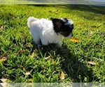 Puppy 3 Maltipoo