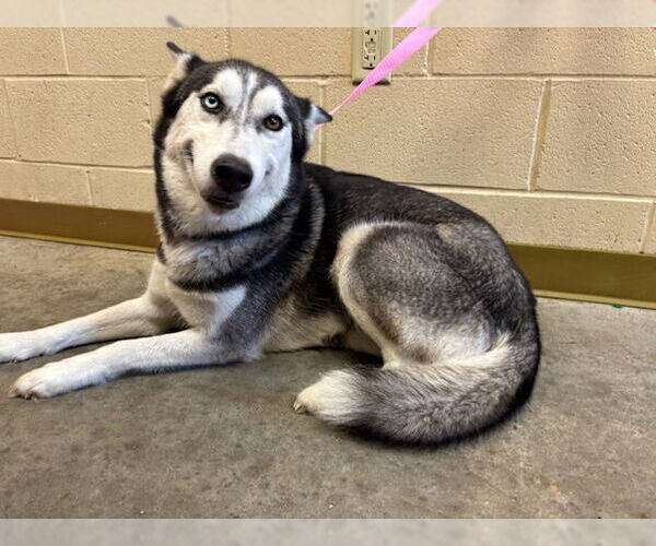 Medium Photo #1 Huskies -Unknown Mix Puppy For Sale in Texas City, TX, USA