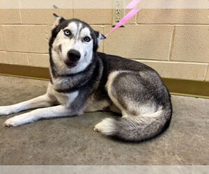 Huskies -Unknown Mix Dogs for adoption in Texas City, TX, USA