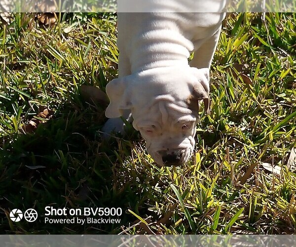 Medium Photo #6 Cane Corso Puppy For Sale in ROSE HILL, TX, USA