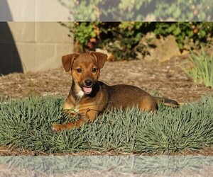 Miniature Pinscher Puppy for sale in FREDERICKSBG, OH, USA