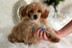 Small #20 Havanese-Poodle (Toy) Mix