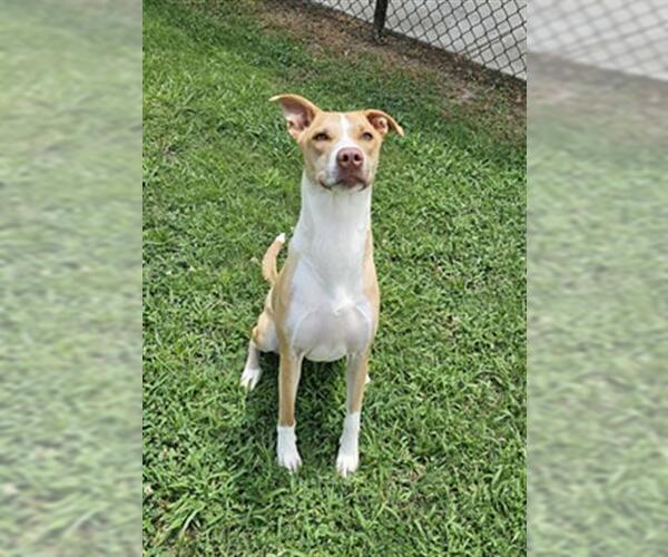 Medium Photo #1 Basenji-Labrador Retriever Mix Puppy For Sale in Grovetown, GA, USA