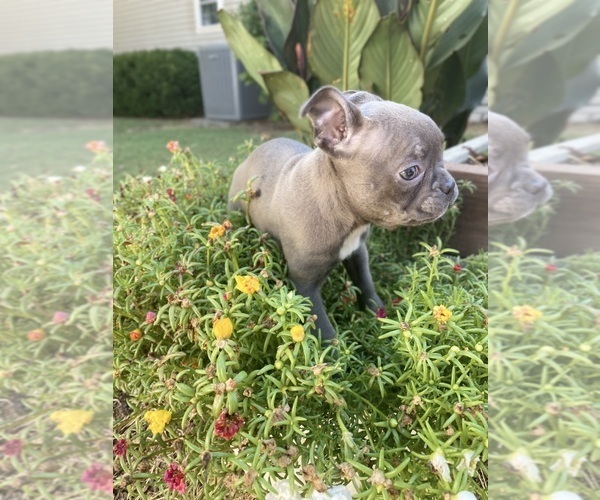 Medium Photo #7 Faux Frenchbo Bulldog Puppy For Sale in FREDONIA, KS, USA