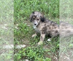 Small Photo #5 Aussiedoodle Puppy For Sale in VANCEBURG, KY, USA