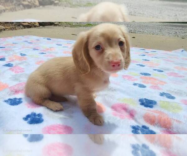 Medium Photo #1 Dachshund Puppy For Sale in GALENA, KS, USA