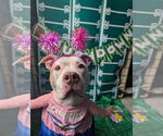 Small #6 American Bulldog Mix