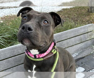 Mutt Dogs for adoption in Anchorage, AK, USA
