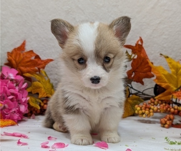 Medium Photo #11 Pembroke Welsh Corgi Puppy For Sale in GOSHEN, IN, USA