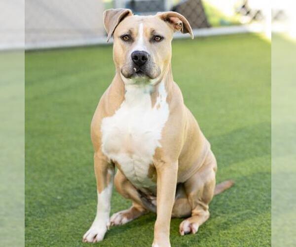 Medium Photo #1 Mutt Puppy For Sale in Camarillo, CA, USA