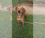 Small #2 Mutt