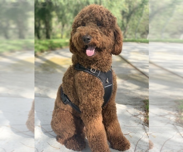 Medium Photo #1 Goldendoodle Puppy For Sale in EASTVALE, CA, USA