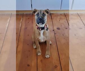 Rottweiler-Unknown Mix Dogs for adoption in Incline Village, NV, USA